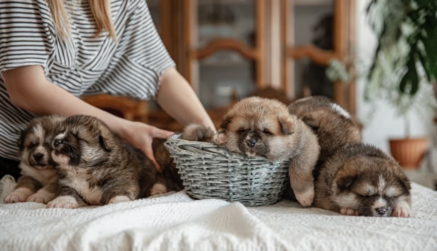 2026-07-14-newborn-little-fluffy-puppies-lie-resting-all-together.jpg